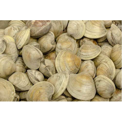 Littleneck Clams, Packaging Type: Box