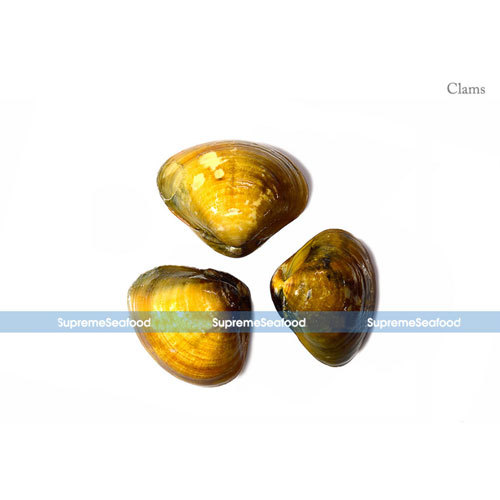 Fresh Clams, Usage: Restaurant, Household, Mess