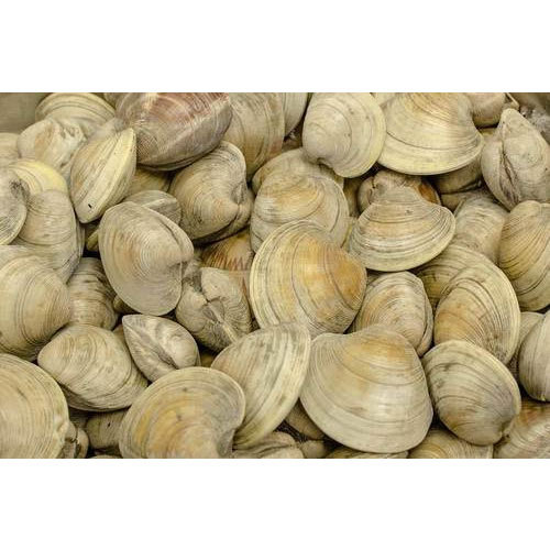Little Neck Clam, For Restaurant And Mess