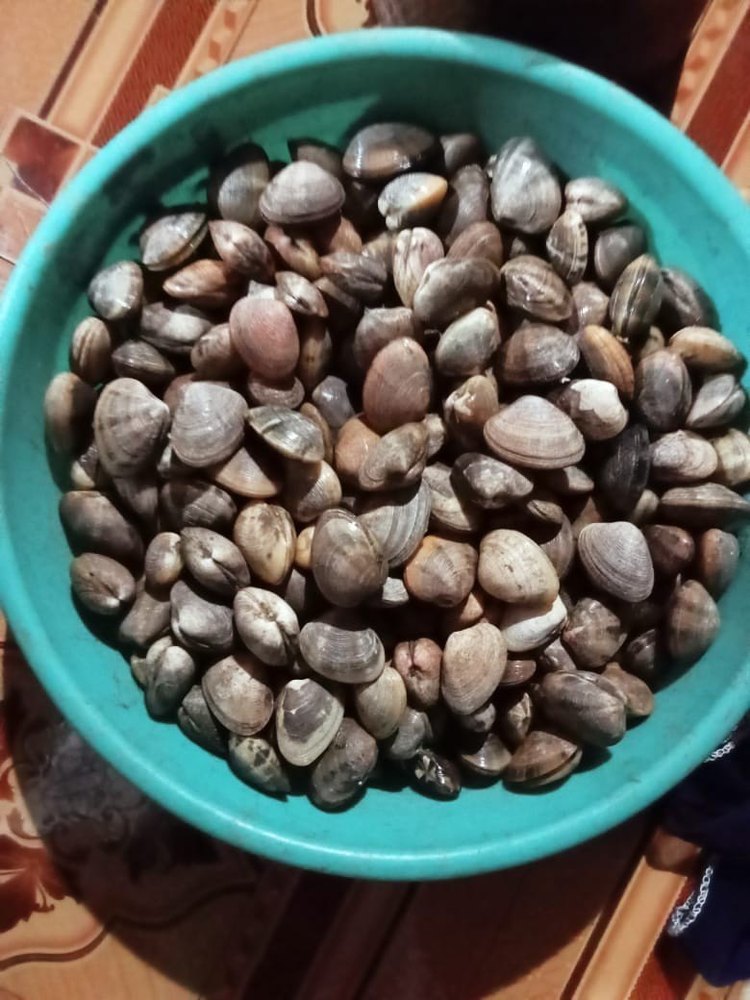 Black Clams / Tisrya, 10 kg, Packaging Type: Transparent Ventilated Bags