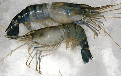 Fresh Scampi Fish