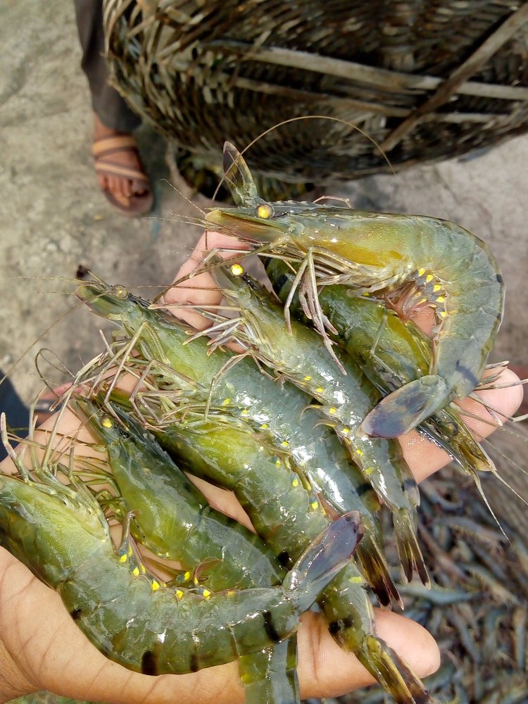 Green Prawns Organic Black Tiger Shrimp For Domestic, Packaging Type: Thermocol Box