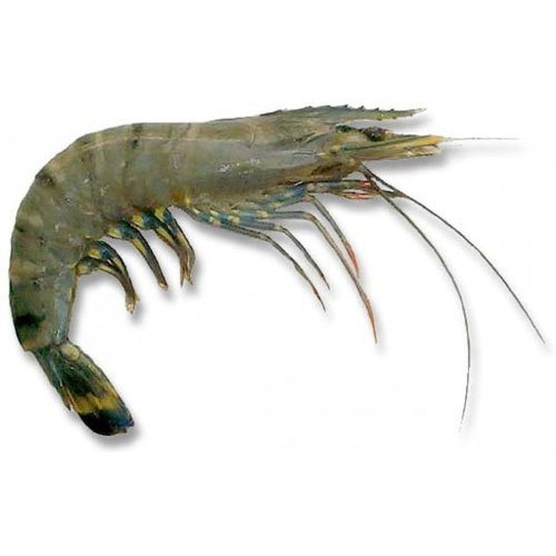 Black Tiger Prawn, Packaging Type: LD Cover For Restaurant