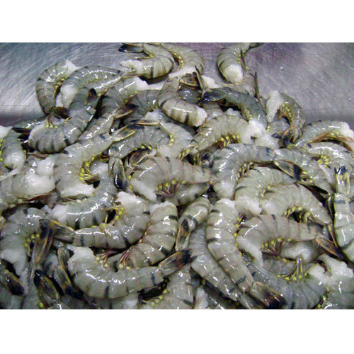 Black Tiger Prawn