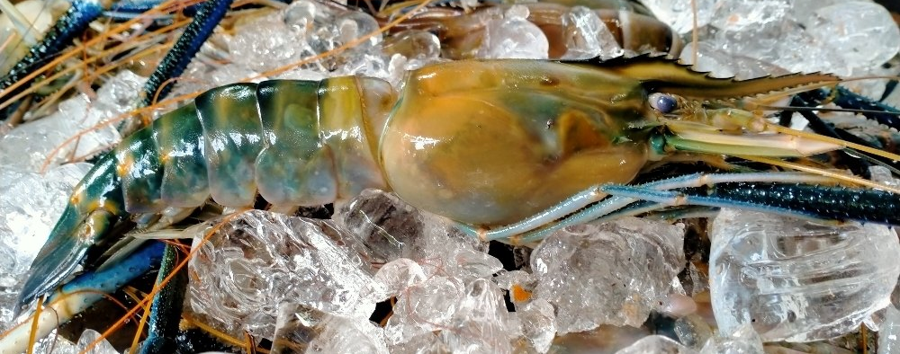 Giant Tiger Prawns