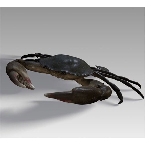 Brown Mud Crab, Packaging Type: Thermocol Box, for Home and Restaurant