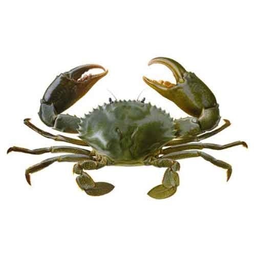 Scylla Serrata Crab, For Restaurant And Household