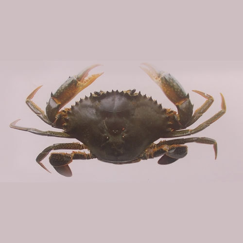 Mud Crab