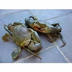 Mud Crabs