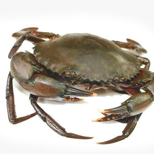Scylla Serrata