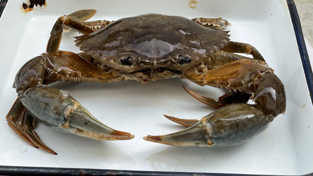 AQAI Green Mangrove/Mud Crabs, Scylla Serrata (Giant), Packaging Type: Thermocol Box