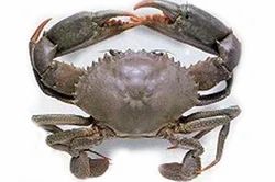 Mud Crab