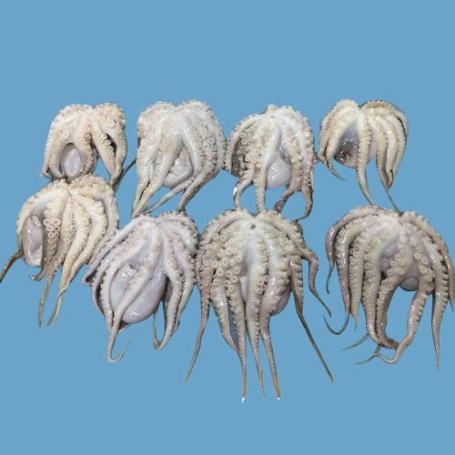 Frozen Octopus, For Restaurant, Packaging Type: PACKETS