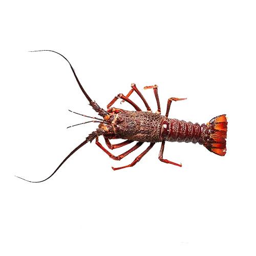 Spiny Lobster