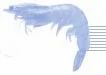 Shrimps