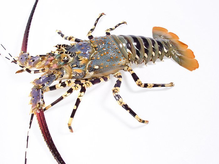 Lobster, Packaging Type: Box, 1 Kg