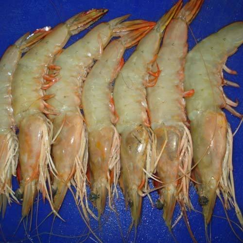 Shrimps