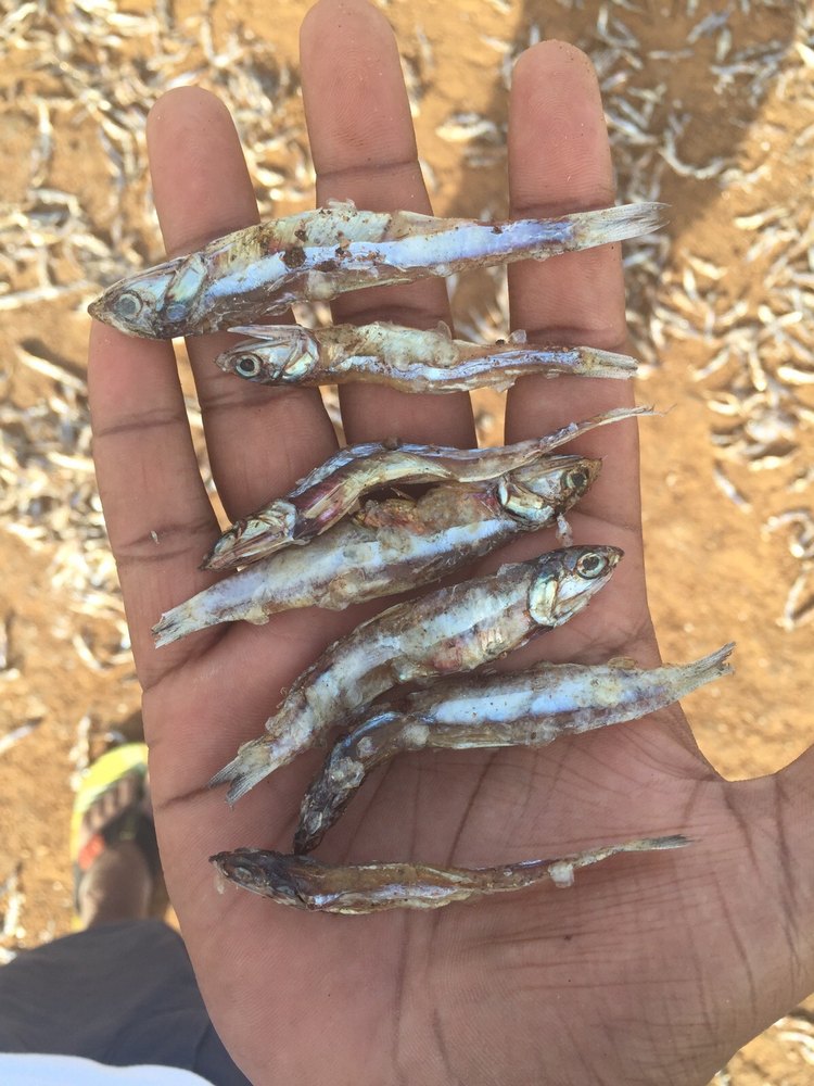 Dried Anchovy Kaas, For Restaurant, Packaging Type: Box
