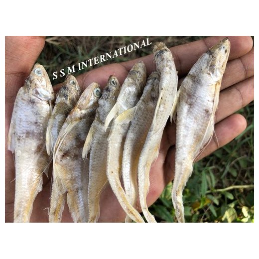 Golden Dried Anchovies, Packaging Size: 10 Kg