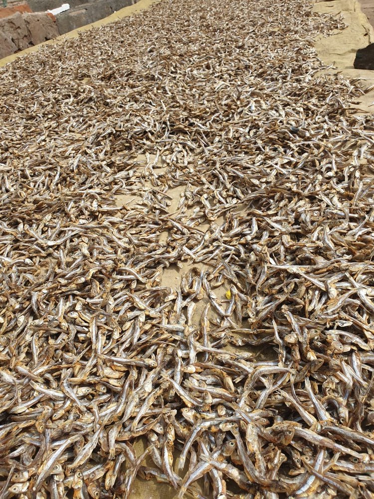Dryed Anchovy Dry Fish Netholi, For Household, Packaging Type: Carton