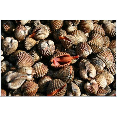 Live Blood Cockle Clams