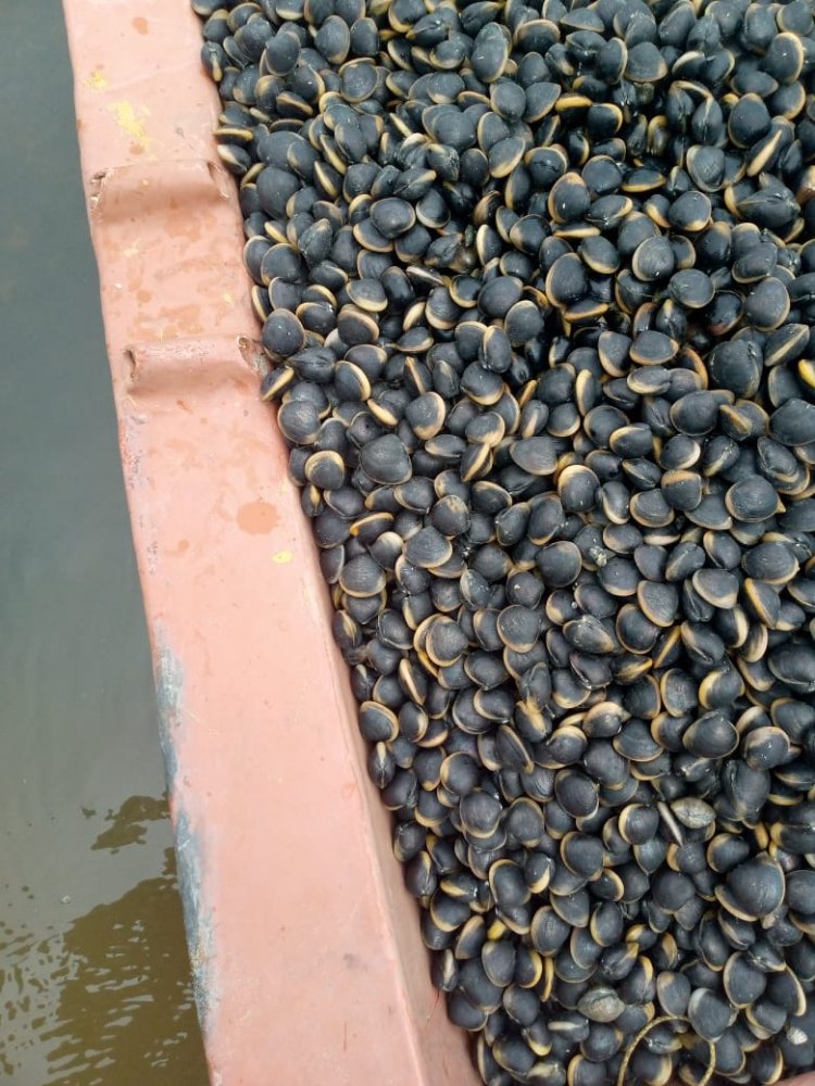 Clams, For Restaurant, Packaging Type: Gunny bags