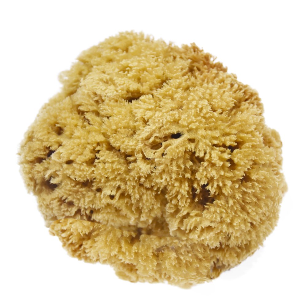 Sea Sponge