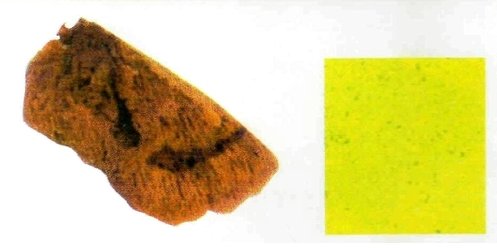 Sea Sponge