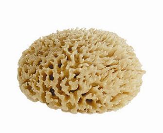 Sea Wool Sponge