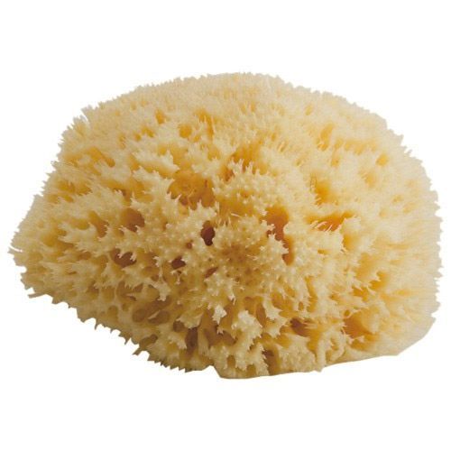 Sea Sponge, For Restaurants And Hotels