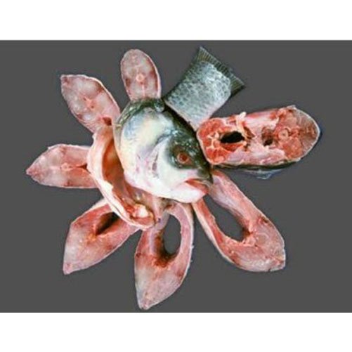 Catla Fish Steak, Packaging Type: Box, for Home
