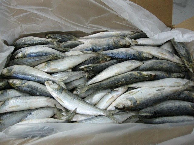 Natural Frozen Sardine Whole, 10kg Cartons, Packaging Type: Box