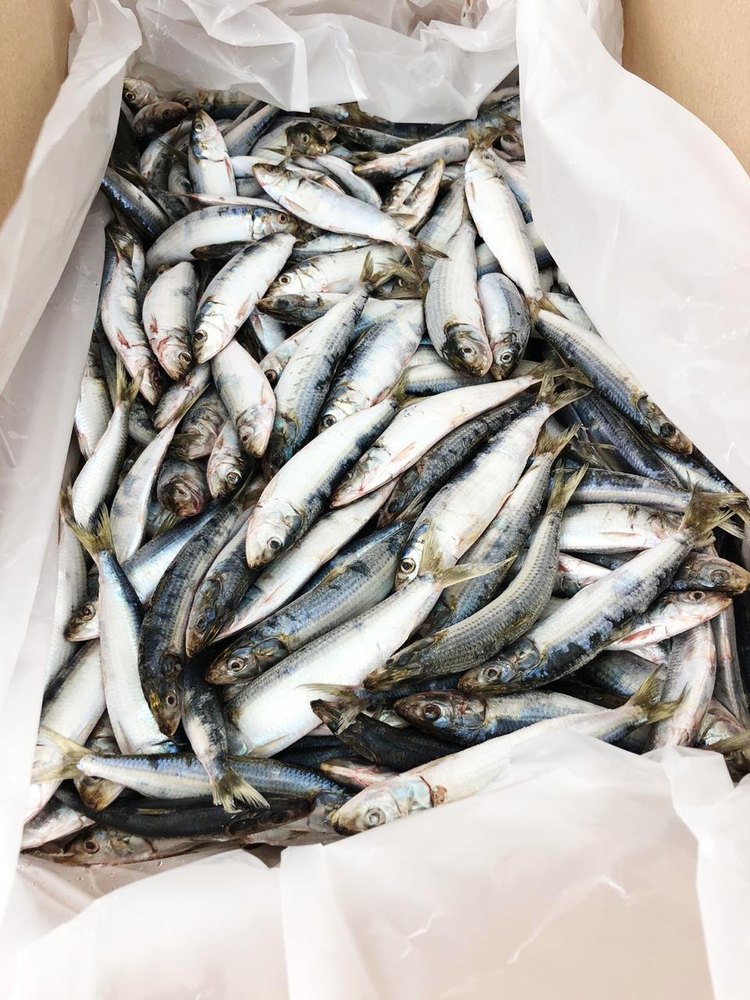 Frozen Sardines