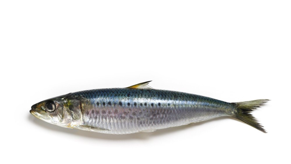 Frozen Sardine Fish
