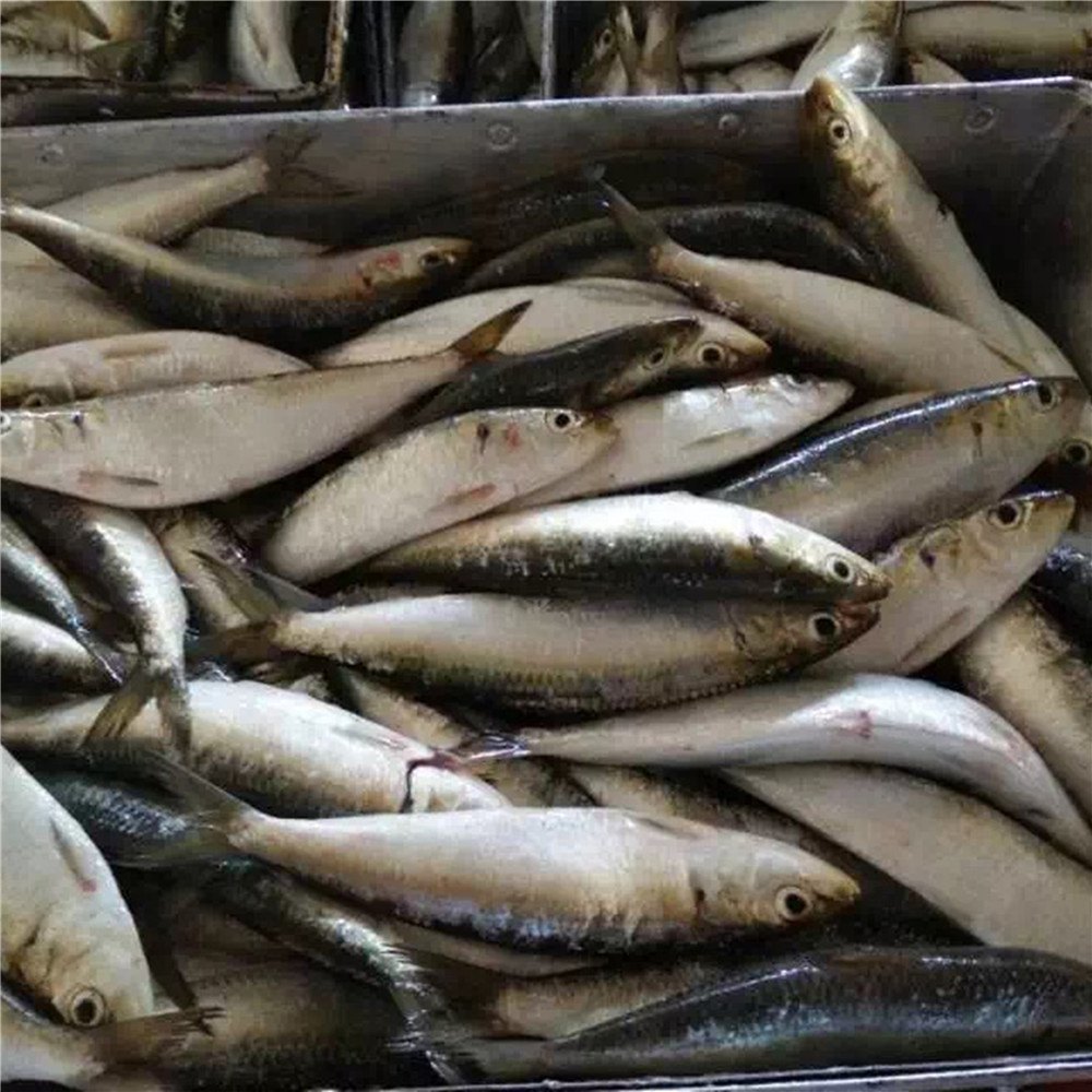 Frozen Indian Oil Sardine