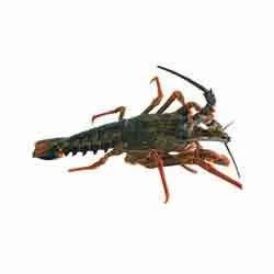 Rock Lobster Tail