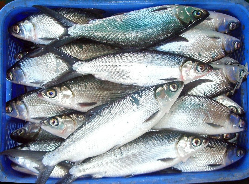 White Milk Fresh Fish, Packaging Type: Packet