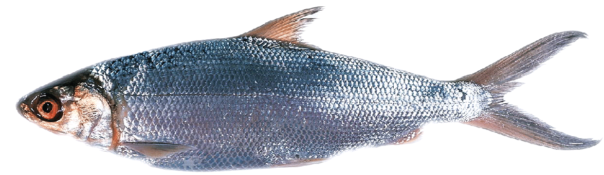 Milk Fish