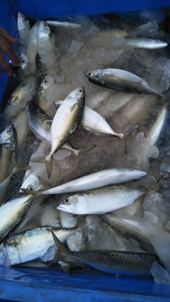 micro frozen fish, Packaging Type: Fibre Box Packaging
