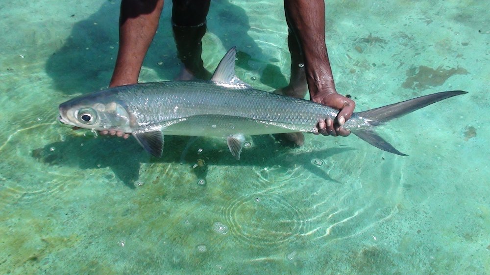 Milk Fish