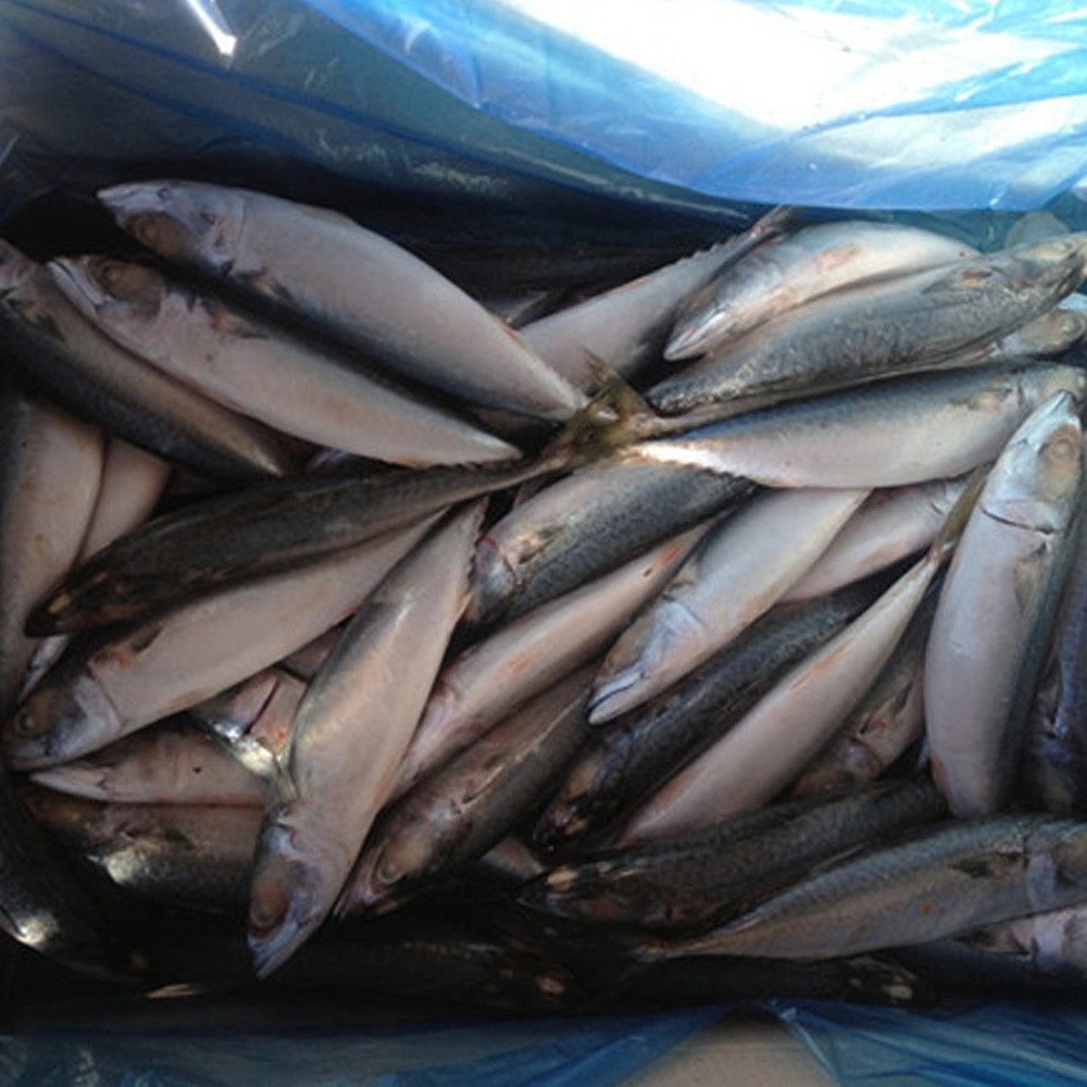 Frozen Mackerel