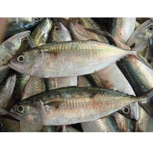 Frozen Indian Mackerel Fish, Packaging Type: Thermocol Box