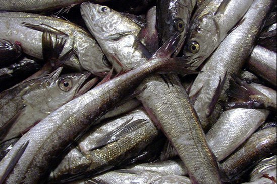 Fresh Seafood And Frozen Mackerel Fish For Sale