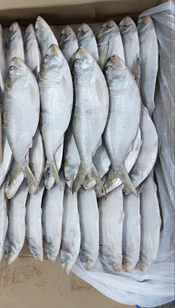 Frozen Mackerel Fish, For Household, Restaurant