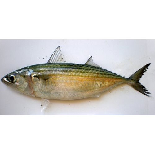Indian Mackerel Frozen Fish, For Restaurant, Packaging Type: Thermocol Box