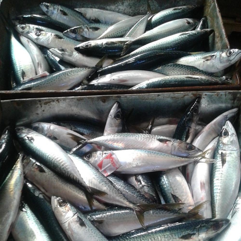Silver Japanese frozen fish long mackerel high quality frozen seafood, 25