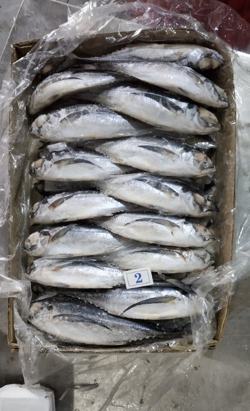 Horse Mackerel Fish, Packaging Type: Thermocal Packing