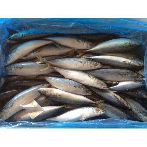 Frozen Mackerel Fish, Packaging Type: Box, for Household