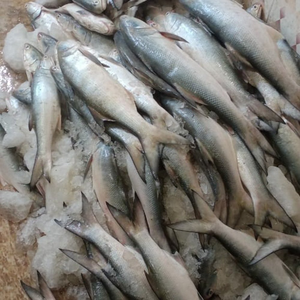 Frozen Indian Mackerel Fish, For Restaurant, Rastrelliger Kanagurta