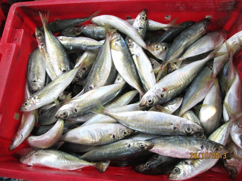Frozen Mackerel Fish